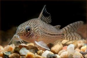 Сомик леопардовый (Corydoras trilineatus) - 