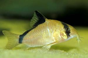 Сомик Мета (Corydoras metae) 