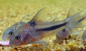 Сомик Наттерера (Corydoras nattereri ) 