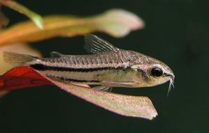 Сомик пигмей (Corydoras pygmaeus) 