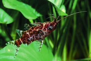 Сомик-перевертыш (Synodontis nigriventris) - 