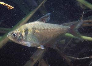 Тетра желтая (Hyphessobrycon bifasciatus) 