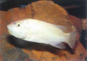 Тиляпия мозамбикская (Sarotherodon mossambicus) 