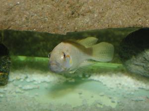 Тельматохромис канинус (Telmatochromis caninus) 