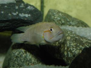 Тельматохромис канинус (Telmatochromis caninus) - 