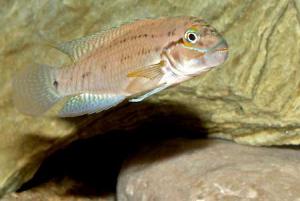 Тельматохромис темпоралис (Telmatochromis temporalis) - 