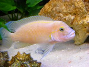 Тельматохромис темпоралис (Telmatochromis temporalis) - 