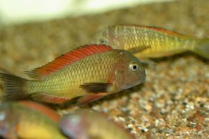 Трофеус Мура (Tropheus moorii) - 