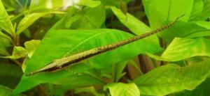 Фарловелла акус (Farlowella acus) - 