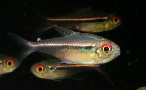 Хифессобрикон гетерорабдус (Hyphessobrycon heterorhabdus ) 