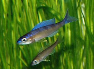 Циприхромис лептосома (Cyprichromis leptosoma) - 