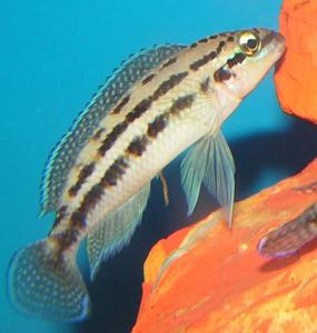 Юлидохромис Дикфельда. Юлидохромис перламутровый (Julidochromis dickfeldi) 