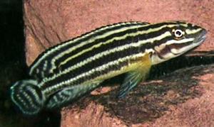 Юлидохромис Регана (Julidochromis regani) 