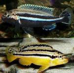 Меланохромис золотой. Попугай золотой (Melanochromis auratus)