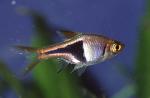 Расбора клинопятнистая (Rasbora heteromorpha)