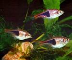 Расбора клинопятнистая (Rasbora heteromorpha)