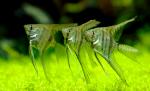 Скалярия (Pterophyllum scalare)