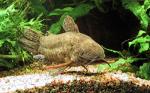 Таракатум (Hoplosternum thoracatum)