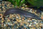 Мастоцембел таиландский (Mastacembelus circumcinctus)
