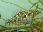 Гарманелла пульхра (Garmanella pulchra)