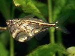 Карнегиела мраморная (Carnegiella strigata)