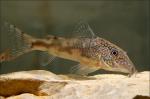 Коридорас барбатус (Corydoras barbatus)