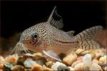 Сомик леопардовый (Corydoras trilineatus)