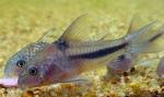 Сомик Наттерера (Corydoras nattereri )