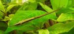 Фарловелла акус (Farlowella acus)