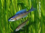 Циприхромис лептосома (Cyprichromis leptosoma)