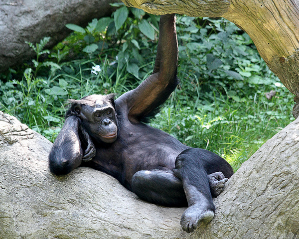 Шимпанзе бонобо: покоряют искусством любви