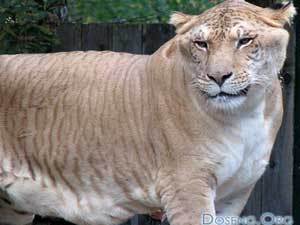 Лигр - самый крупный представитель кошачьих на всей Земле.