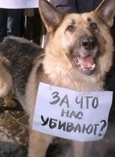 Ижевчане потребуют у властей и общественности защиты животных
