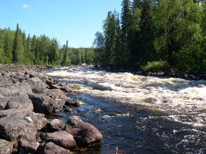 В реке Конго обнаружили более 250 видов животных