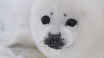 Три щенка гренландского тюленя появились в мурманском океанариуме