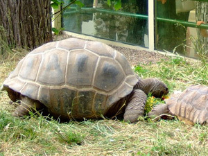 В Туле можно будет увидеть самую большую черепаху в мире