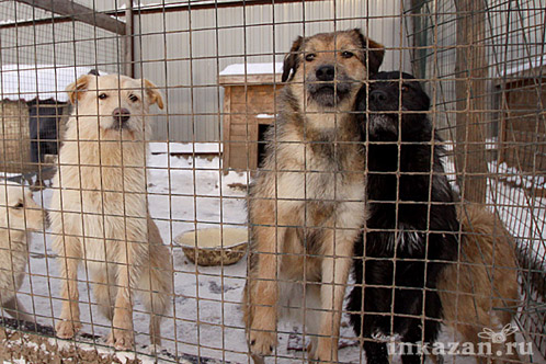 В приюте живут около 150 собак