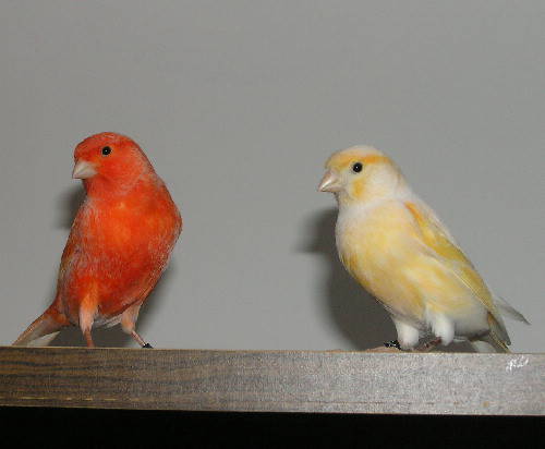 Canary: Behavior, Breeding, Canaries Outside The Cage