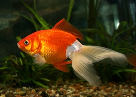 Вполне может случиться так, что именно аквариум станет вашей «золотой рыбкой» в бизнесе