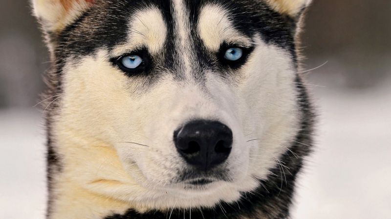 Полезное питание для Хаски с промокодами Четыре Лапы