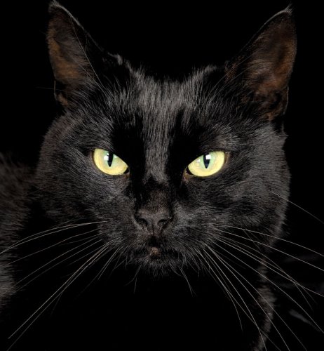 черная кошка