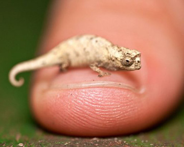 Самый маленький хамелеон - не больше человеческого ногтя. Фото Burrad-lucas.com