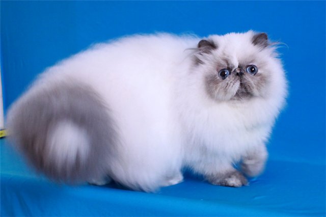 перс кошка