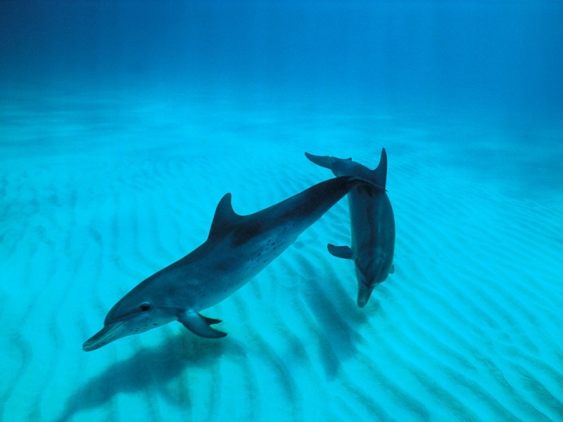 Дельфины: занимаются любовью даже «на ходу»