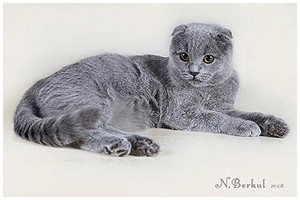 Скоттиш фолд (шотландская вислоухая)