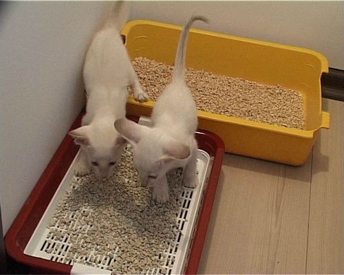 Как приучить котенка к лотку