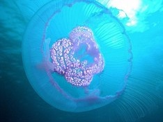 Ученым впервые засняли на видео одну из крупнейших в мире медуз — сцифоидную Stygiomedusa gigantea.
