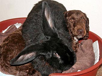 Кролик Пуба и щенок спаниэля. Фото с сайта dailymail.co.uk
