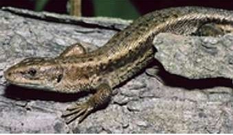 Ящерица Lacerta vivipara