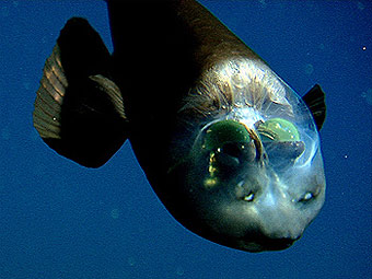 Глубоководная рыба Macropinna microstoma. Фото Исследовательского института при морском аквариуме Монтерея